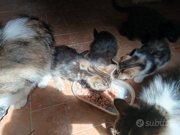 Gattini di vari colori