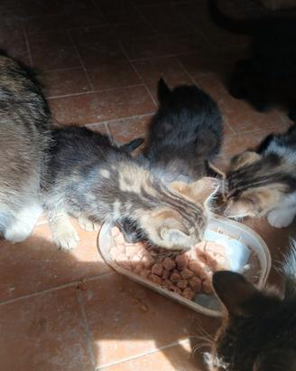 Gattini di vari colori