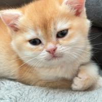 British shorthair black golden