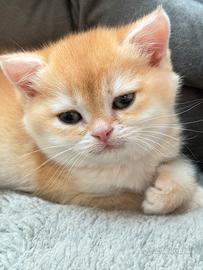 British shorthair black golden