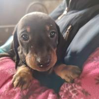 Cuccioli di bassotto