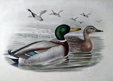 Litografia ornitologica J. Gould 79×59 cm