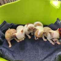 Cuccioli di chihuahua