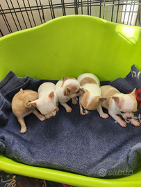 Cuccioli di chihuahua