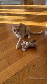Gatta femmina 6 mesi