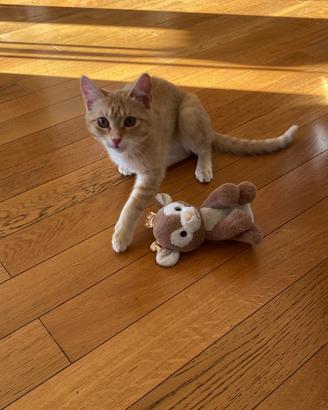 Gatta femmina 6 mesi