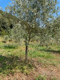 Olivi