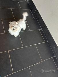 Cuccioli di maltese