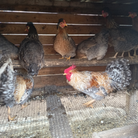 Galline legbar robusta lionata