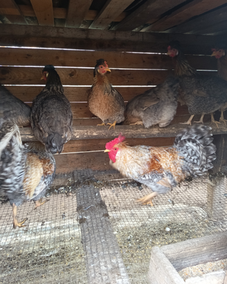 Uova Fertili E Feconde Di Pollo Livorno Collo Argento