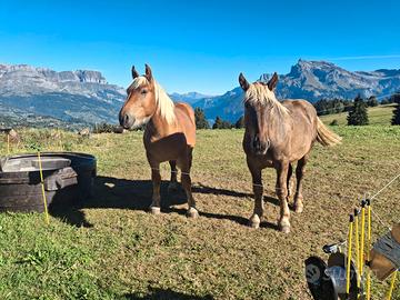 Cavallo