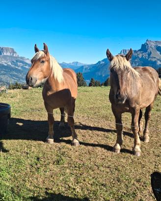 Cavallo