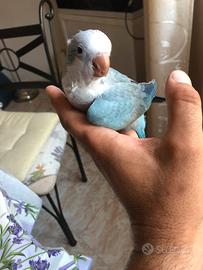 Parrocchetto monaco opalino blu