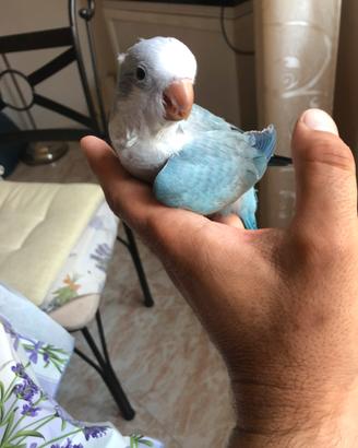 Parrocchetto monaco opalino blu