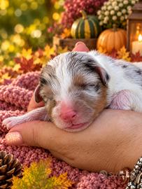 Cuccioli Australian Shepherd