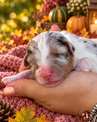 Cuccioli Australian Shepherd