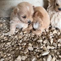 Maltipoo mini toy