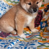 Cucciola shiba inu rossa pedigree