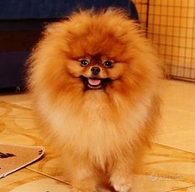 Spitz ACCOPPIAMENTO pomerania PEDIGREE rosso