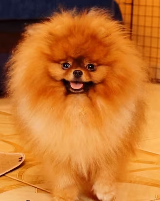 Spitz ACCOPPIAMENTO pomerania PEDIGREE rosso