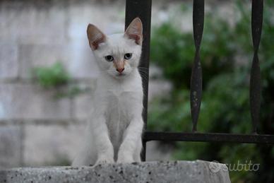 Gatto- cucciolo Red Point