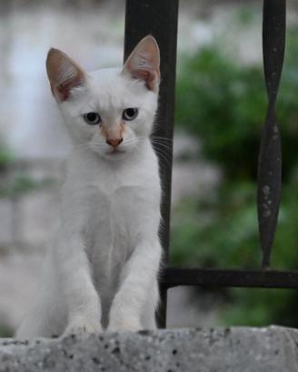 Gatto- cucciolo Red Point