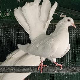 Colombelle
