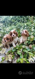Cuccioli cavalier king Charles Spaniel