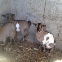 Cuccioli caprette tibetane