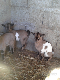 Cuccioli caprette tibetane