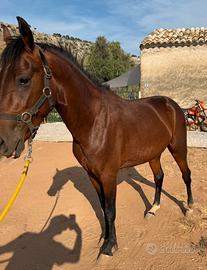 Mini trotter