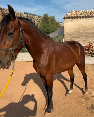 Mini trotter