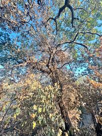 legna di quercia gratis