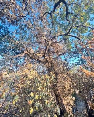 legna di quercia gratis
