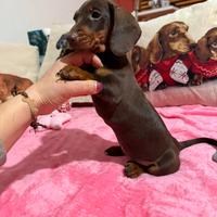 Cucciola bassotto tedesco nano pedigree