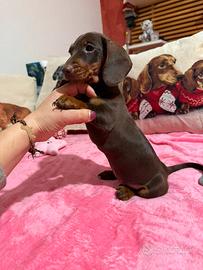 Cucciola bassotto tedesco nano pedigree