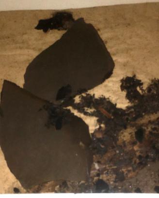 FERRUCCIO BORTOLUZZI, op.unica su cartoncino 72/74