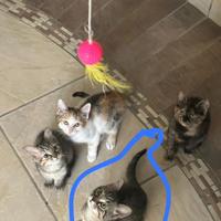 Gatti soriani di 3 mesi