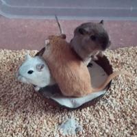 Due Gerbille di un anno