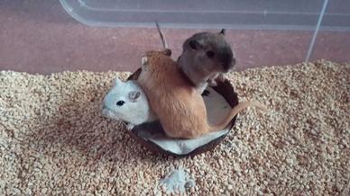 Due Gerbille di un anno