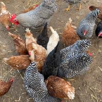 Prenotazione pulcini di mix-ovaiole