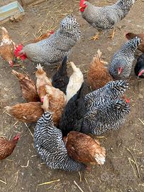 Prenotazione pulcini di mix-ovaiole