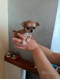 Maschietto chihuahua disponibile