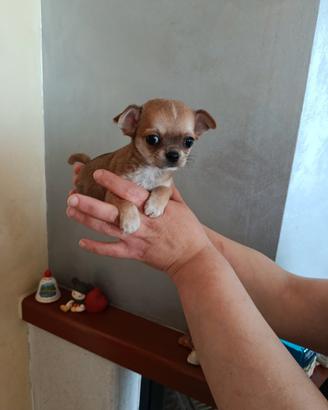 Maschietto chihuahua disponibile
