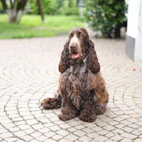 Cocker spaniel inglese cioccolato
