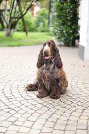 Cocker spaniel inglese cioccolato