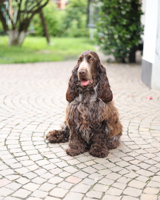Cocker spaniel inglese cioccolato