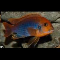 Pesci ciclidi africani malawi