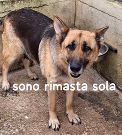 Greta pastore tedesco 6 anni