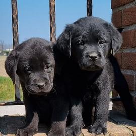 Labrador retriever cuccioli biondi e neri